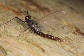 Attēlu rezultāti vaicājumam “Leptophlebia nebulosa”