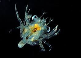 Image result for Carcinus maenas