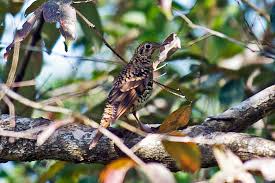 Image result for Zoothera dauma