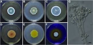 Attēlu rezultāti vaicājumam “Penicillium vulpinum”