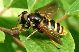 Attēlu rezultāti vaicājumam “Sericomyia lappona”