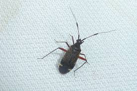 Attēlu rezultāti vaicājumam “Closterotomus biclavatus imago”