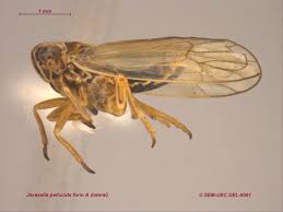 Attēlu rezultāti vaicājumam “Javesella pellucida female”