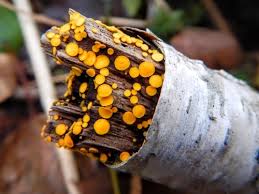 Attēlu rezultāti vaicājumam “Heyderia abietis”