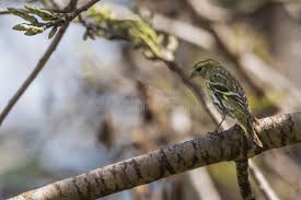 Attēlu rezultāti vaicājumam “Carduelis spinus female”