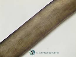 Image result for human hair microscope image