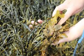 Attēlu rezultāti vaicājumam “Fucus vesiculosus”