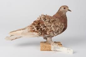 Attēlu rezultāti vaicājumam “Columba livia f. domestica”