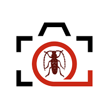 Attēlu rezultāti vaicājumam “Retinia resinella pupa”