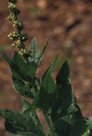 Attēlu rezultāti vaicājumam “Chenopodium bonus-henricus leaf”