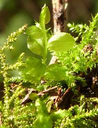 Attēlu rezultāti vaicājumam “Plagiomnium affine”