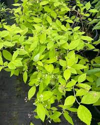 Attēlu rezultāti vaicājumam “Philadelphus coronarius”