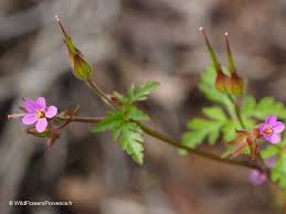 Attēlu rezultāti vaicājumam “Geranium robertianum flower”