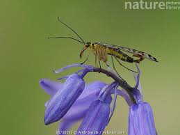 Attēlu rezultāti vaicājumam “Panorpa communis”