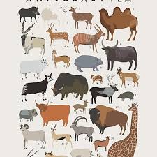 Attēlu rezultāti vaicājumam “Artiodactyla”