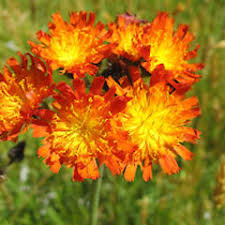 Attēlu rezultāti vaicājumam “Pilosella aurantiaca flower”