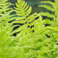 Attēlu rezultāti vaicājumam “Thelypteris palustris”