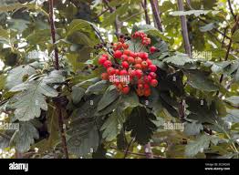 Attēlu rezultāti vaicājumam “Sorbus hybrida”