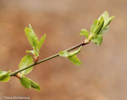 Attēlu rezultāti vaicājumam “Prunus cerasifera var. divaricata bud”