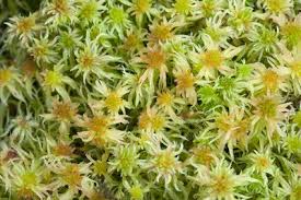 Attēlu rezultāti vaicājumam “Sphagnum angustifolium”