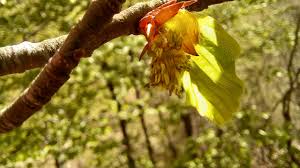 Attēlu rezultāti vaicājumam “Fagus sylvatica male flower”