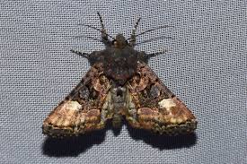 Attēlu rezultāti vaicājumam “Euplexia lucipara”