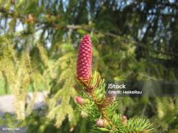 Attēlu rezultāti vaicājumam “Picea abies female flower”