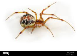 Attēlu rezultāti vaicājumam “Theridiidae”