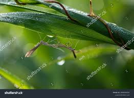 Attēlu rezultāti vaicājumam “Platyptilia gonodactyla imago”