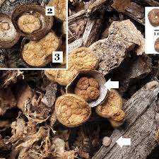 Attēlu rezultāti vaicājumam “Crucibulum laeve”