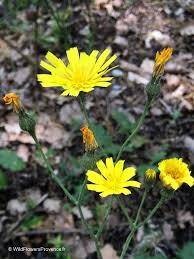 Attēlu rezultāti vaicājumam “Hieracium murorum flower”