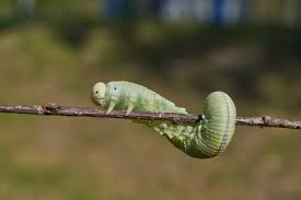 Attēlu rezultāti vaicājumam “Cimbex femoratus larva”