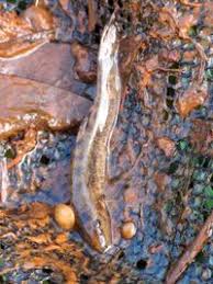 Attēlu rezultāti vaicājumam “Barbatula barbatula”