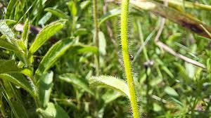 Image result for Inula hirta