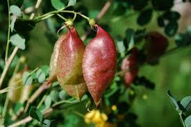Image result for Colutea arborescens