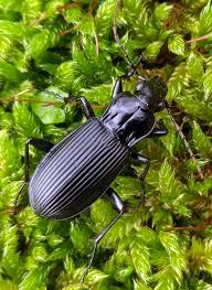 Attēlu rezultāti vaicājumam “Pterostichus sp.”