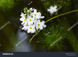 Attēlu rezultāti vaicājumam “Hottonia palustris”