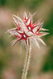 Attēlu rezultāti vaicājumam “Trichia ambigua macro”