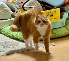 MYLOVER_RAMUNA에 대한 이미지 검색결과