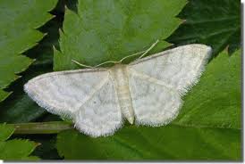 Attēlu rezultāti vaicājumam “Idaea sylvestraria”