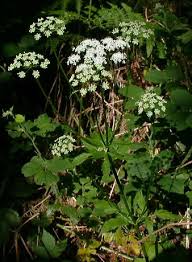 Attēlu rezultāti vaicājumam “Aegopodium podagraria flower”
