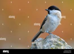 Image result for Poecile montana