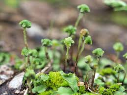 Attēlu rezultāti vaicājumam “Reboulia hemisphaerica”