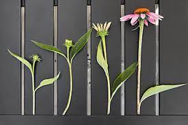 Attēlu rezultāti vaicājumam “Echinacea purpurea bud”