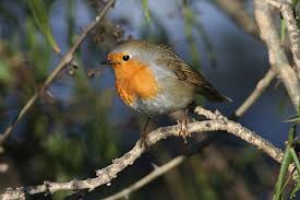 Attēlu rezultāti vaicājumam “Erithacus rubecula adult”