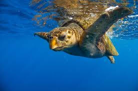 Image result for Caretta caretta