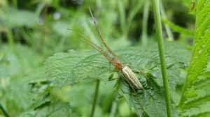 Attēlu rezultāti vaicājumam “Tetragnathidae”