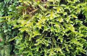 Attēlu rezultāti vaicājumam “Antitrichia curtipendula macro”