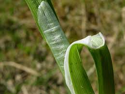 Attēlu rezultāti vaicājumam “Carex vulpina”