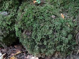 Attēlu rezultāti vaicājumam “Thamnobryum alopecurum”